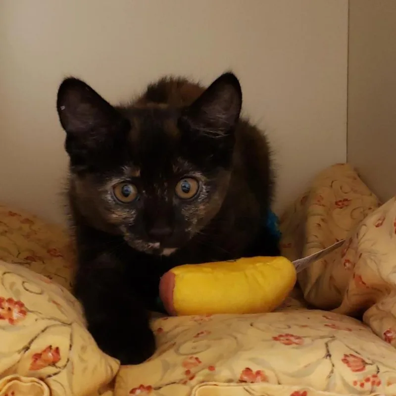 An adult medium-sized female Tortoiseshell Domestic Short Hair cat named Milli for adoption in Tempe, AZ