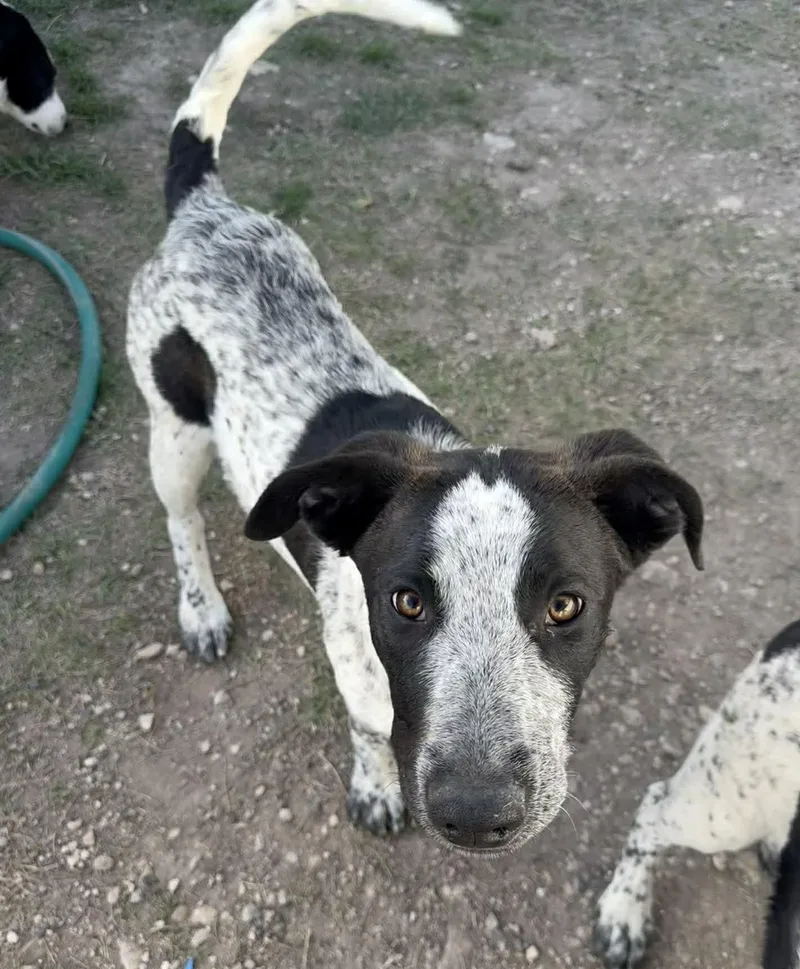 Tigerlily thumbnail 2