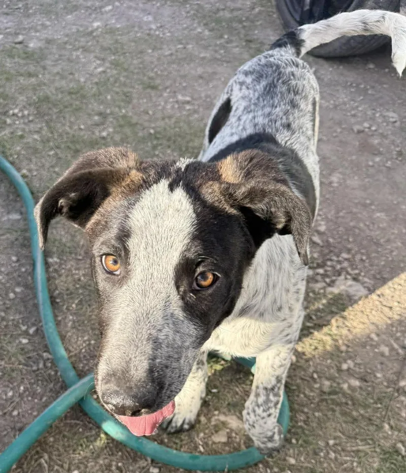 Tigerlily thumbnail 3