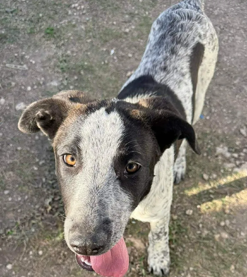 Tigerlily thumbnail 4