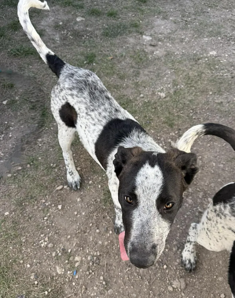 Tigerlily thumbnail 5