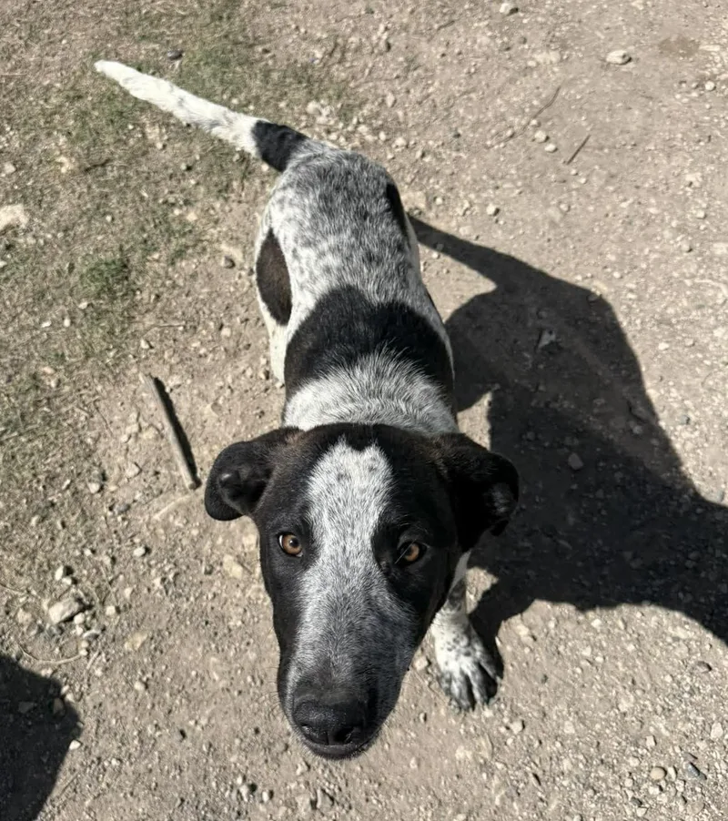 Tigerlily thumbnail 6