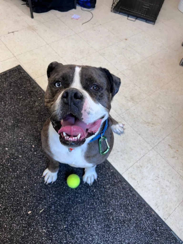 A young medium-sized male Mixed Breed dog named Chester for adoption in Mount Gilead, NC