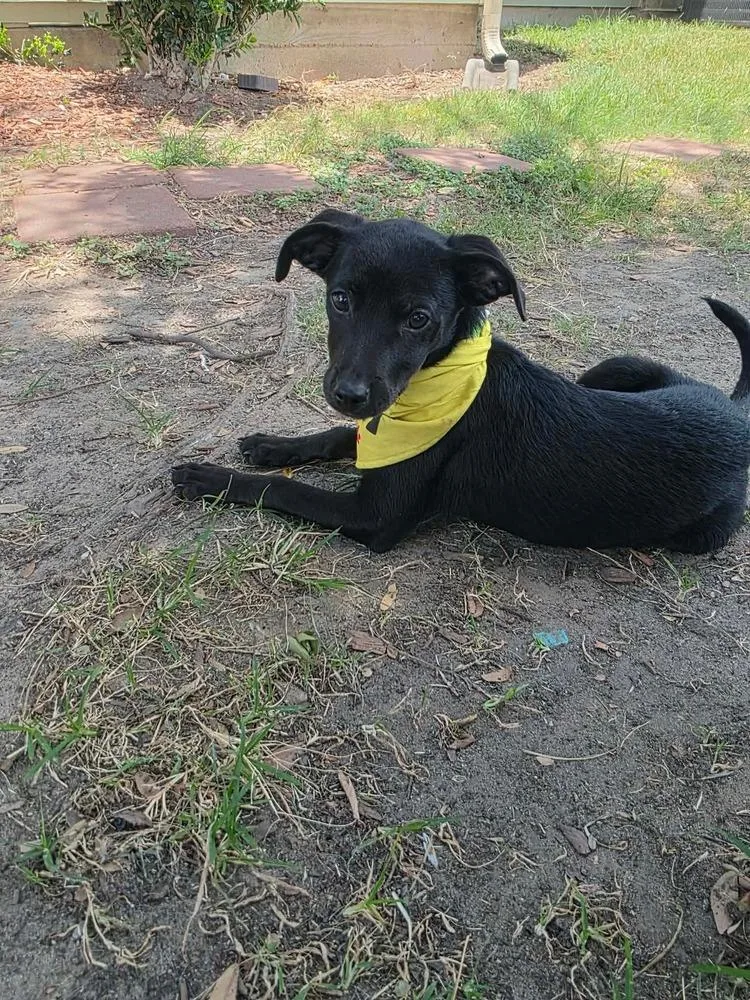 A baby small-sized female Tricolor (Brown, Black, & White) Labrador Retriever dog named Thelma for adoption in Richmond, TX