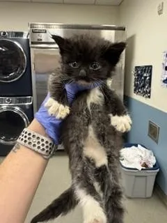 A baby small-sized female Domestic Short Hair cat named Tortilla for adoption in Miami, FL