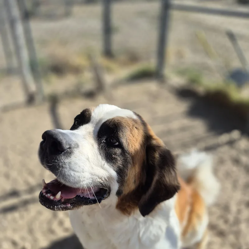 A young extra large-sized female Bicolor Saint Bernard dog named Eva for adoption in Sparks, NV