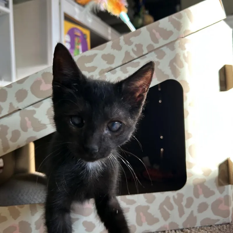 A baby small-sized male Black Domestic Short Hair cat named Romeo for adoption in Port Richey, FL