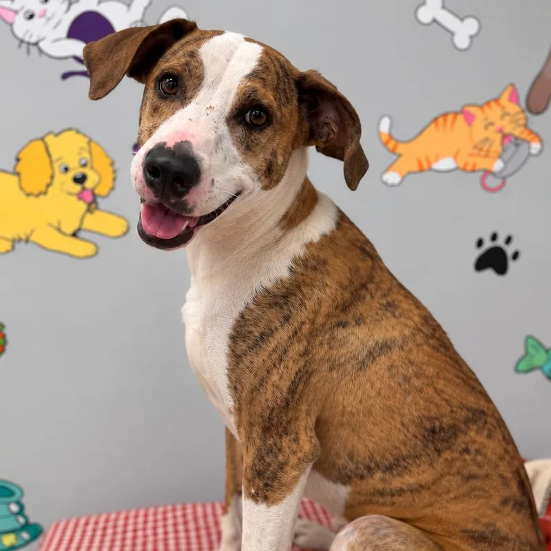 An adult small-sized male Boxer dog named George for adoption in Lebanon, MO