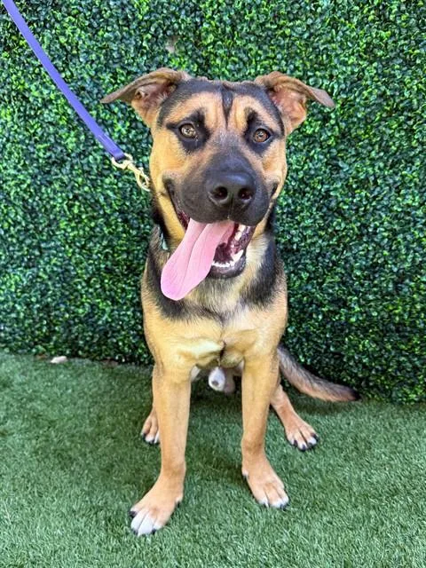 A young medium-sized male German Shepherd Dog dog named Bronx for adoption in Naples, FL