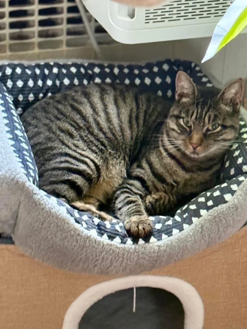 A young extra large-sized male Tabby cat named Dash for adoption in Newark, NJ