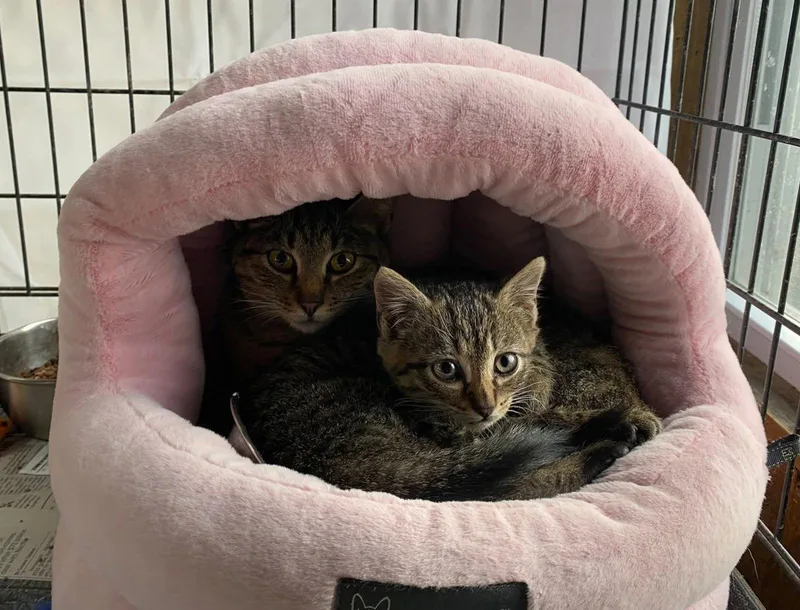 Gypsy And Jasper thumbnail 2