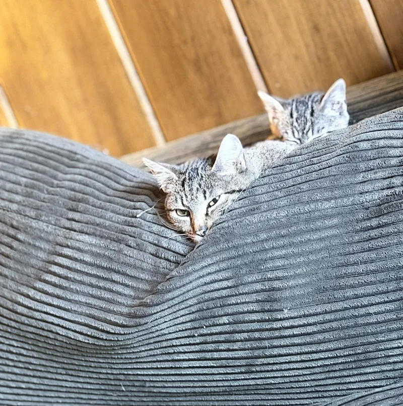 Gypsy And Jasper thumbnail 3