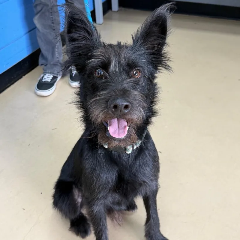 An adult medium-sized male Black Scottish Terrier dog named Mateo Chino Hills for adoption in Chino Hills, CA