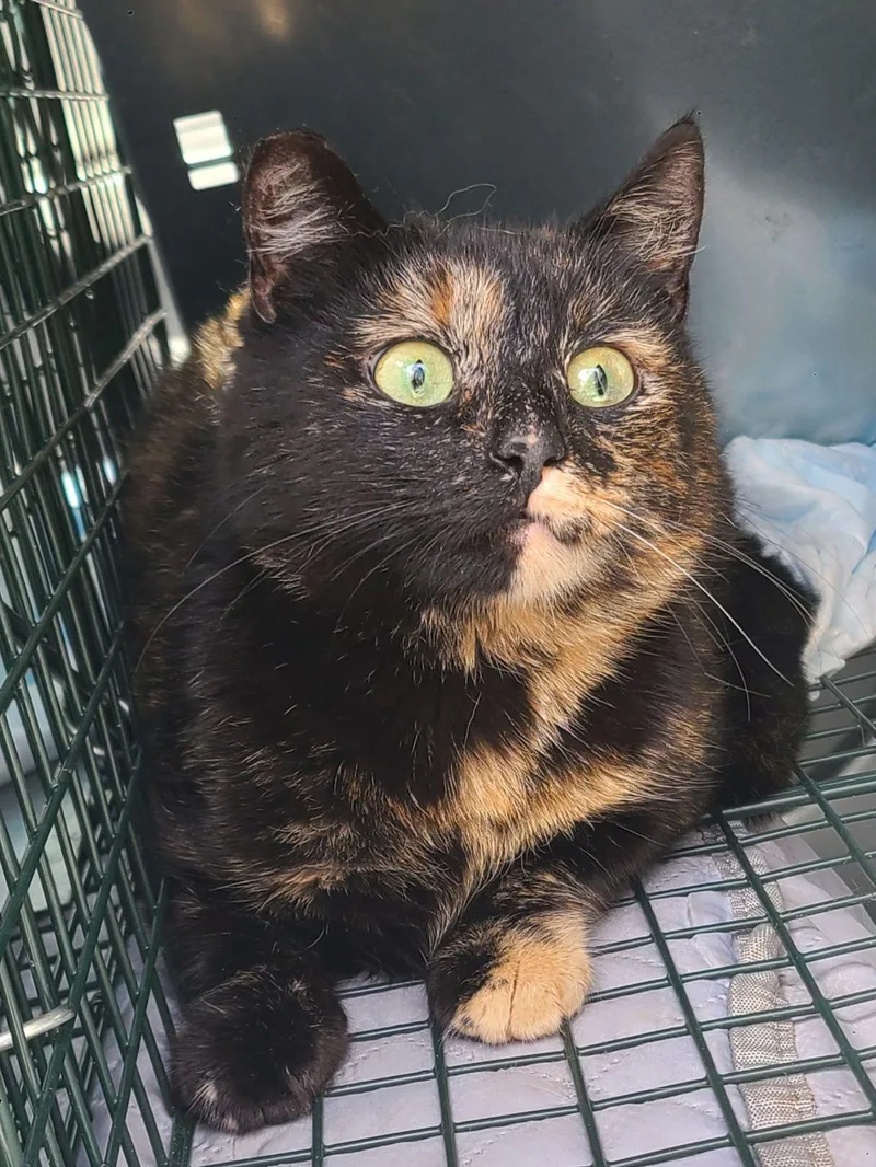 An adult medium-sized female Tortoiseshell Domestic Short Hair cat named Jade for adoption in Ellijay, GA