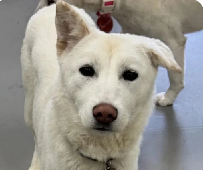 An adult medium-sized female Jindo dog named Bailey for adoption in San Ramon, CA