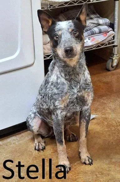 Stella