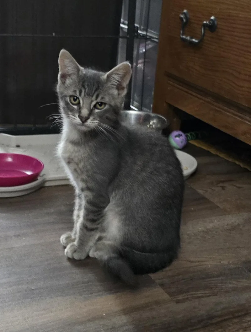 A baby medium-sized male Domestic Short Hair cat named Mountain Dew for adoption in Trenton, NJ
