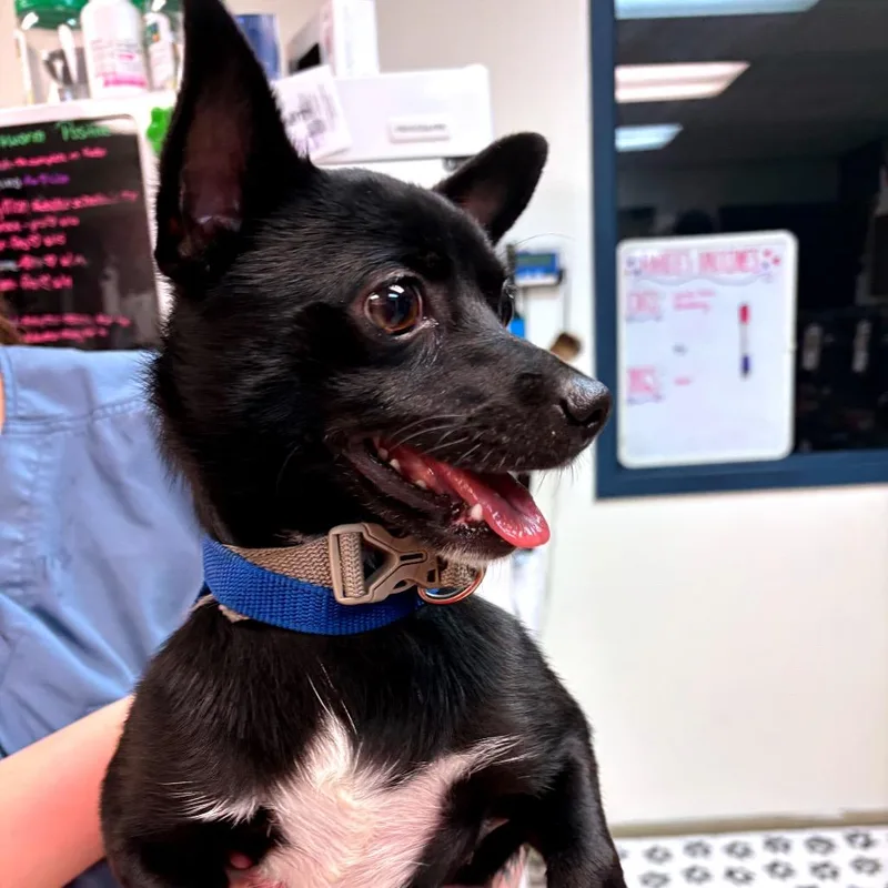 An adult small-sized male Black Chihuahua dog named Rocky for adoption in Newark, NJ