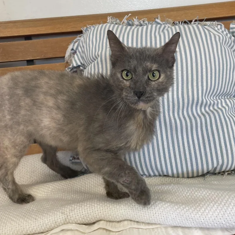 An adult medium-sized female Tortoiseshell Domestic Short Hair cat named Joycee for adoption in Hawthorne, CA