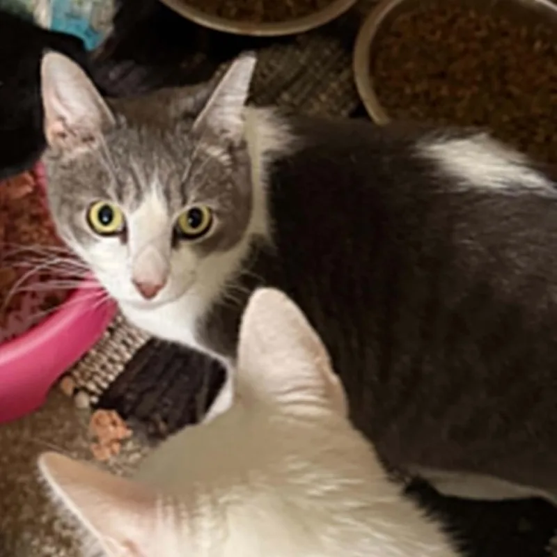 An adult large-sized male Gray & White Domestic Short Hair cat named Fish for adoption in Beulaville, NC