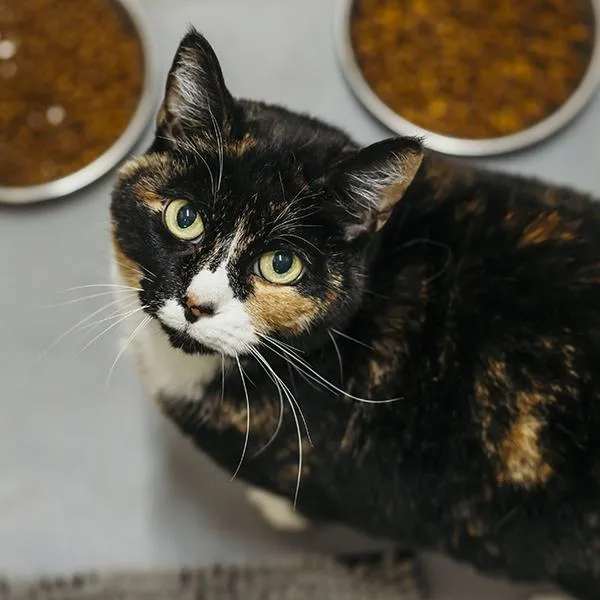 Chatta  Bonded Buddy