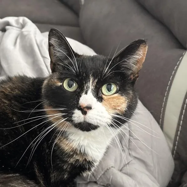 Chatta  Bonded Buddy thumbnail 2