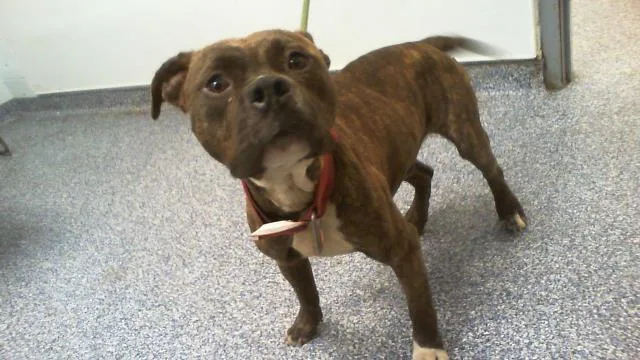 A young medium-sized male Pit Bull Terrier dog named Simon for adoption in Charlotte, NC