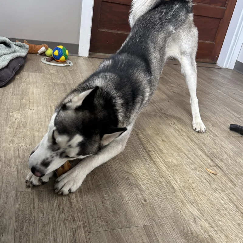 Baloo