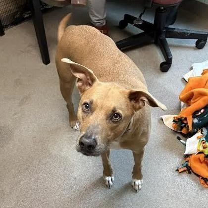 An adult medium-sized male Yellow / Tan / Blond / Fawn Terrier dog named Everett for adoption in South Elgin, IL