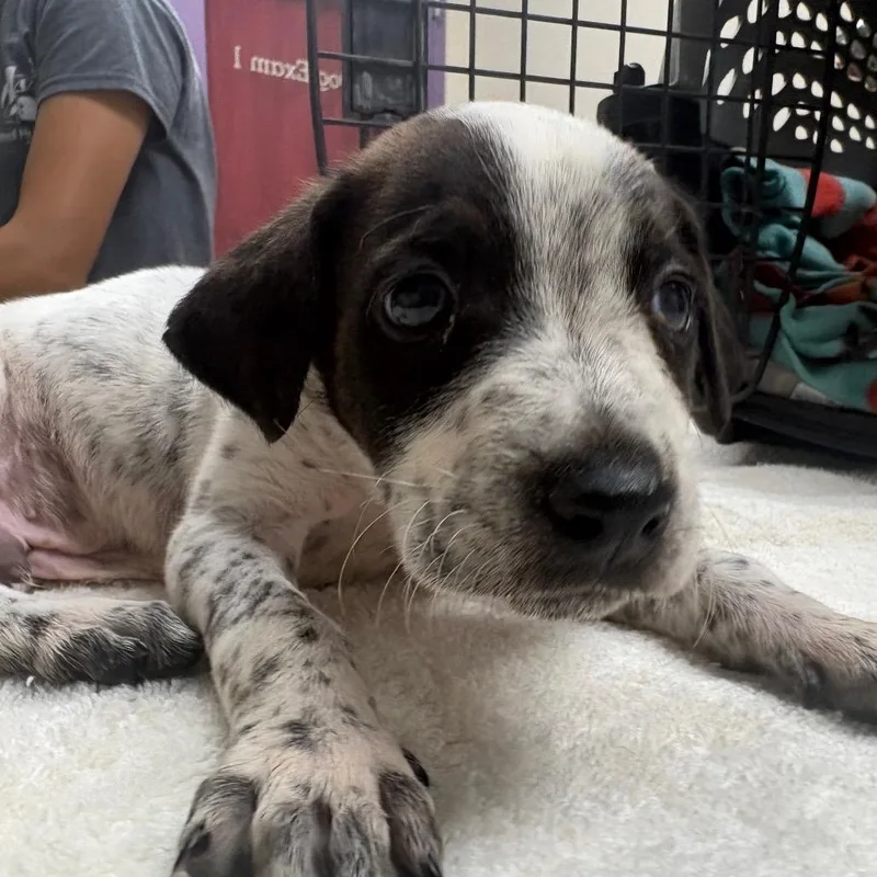 A baby small-sized male White / Cream Cattle Dog named Bastian for adoption in Albuquerque, NM