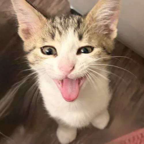 A baby small-sized male White Domestic Short Hair cat named Kettle Corn for adoption in Fishers, IN