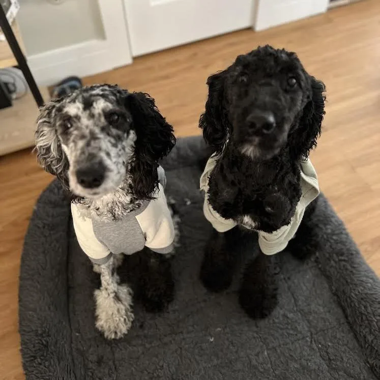 An adult medium-sized female Black Poodle dog named Dorothy for adoption in Saratoga Springs, NY