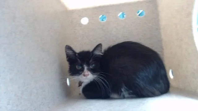 A baby medium-sized female Domestic Short Hair cat named Venezia for adoption in Downey, CA