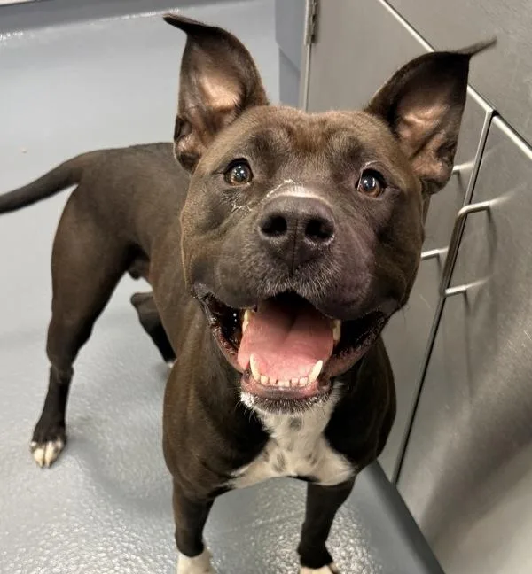 A young large-sized male Pit Bull Terrier dog named Chester for adoption in Canton, GA