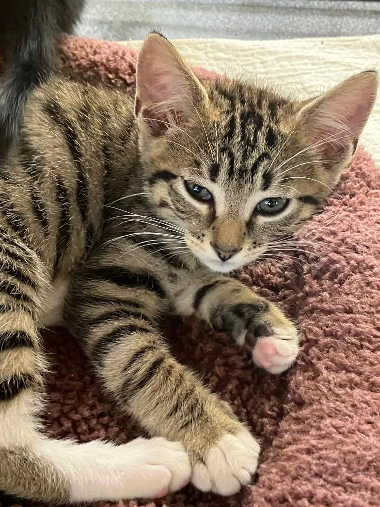 A baby small-sized male Domestic Short Hair cat named Finn for adoption in Lunenburg, MA