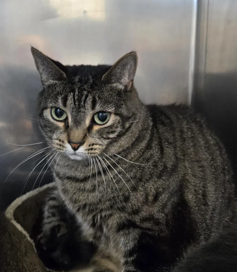An adult medium-sized male Domestic Short Hair cat named Fiona & Quinn for adoption in Warwick, RI