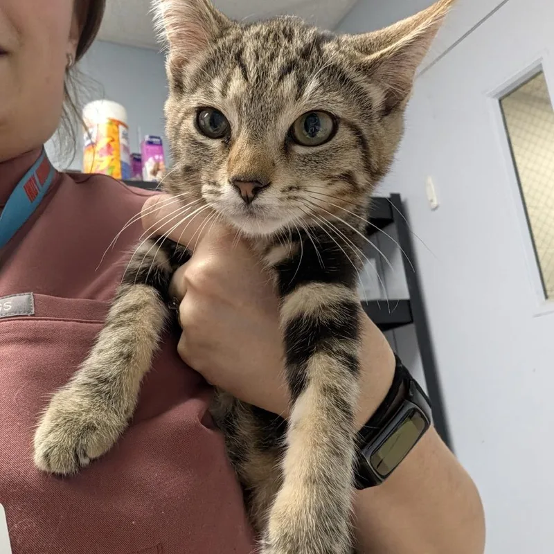A baby small-sized male Brown / Chocolate Domestic Short Hair cat named Hanzo for adoption in Indianapolis, IN