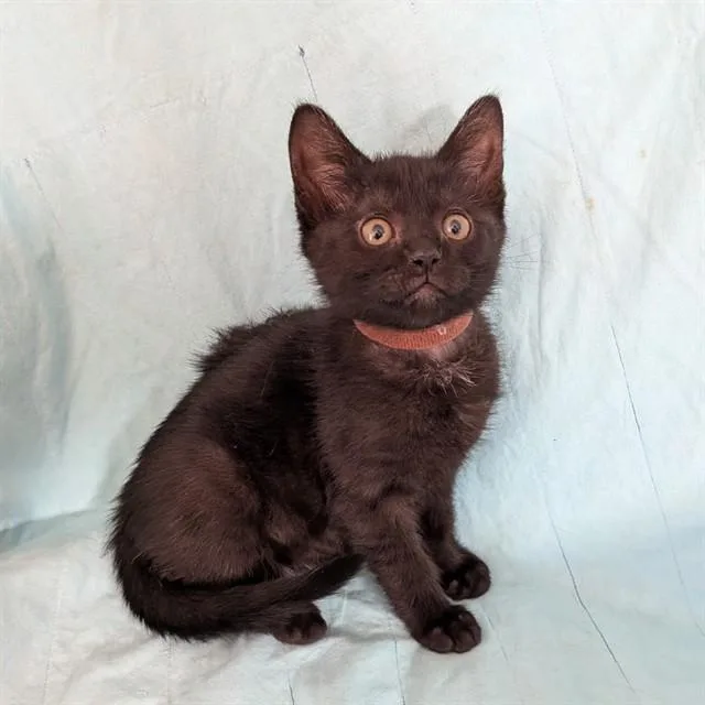 A baby small-sized female Domestic Medium Hair cat named Wilma for adoption in Auburn, CA