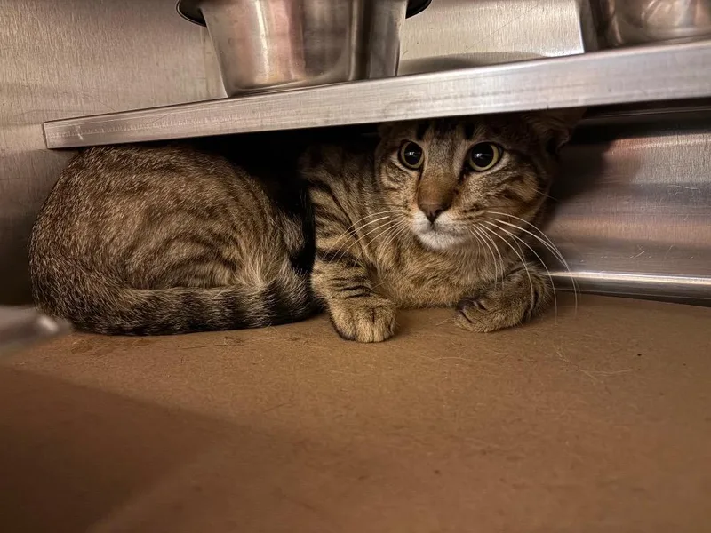 A young medium-sized male Tabby cat named Toesty for adoption in Nacogdoches, TX