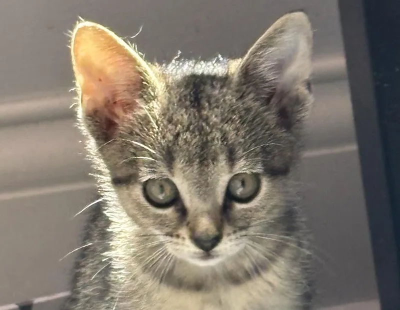 A young small-sized female Domestic Short Hair cat named Ziva for adoption in Columbus, IN