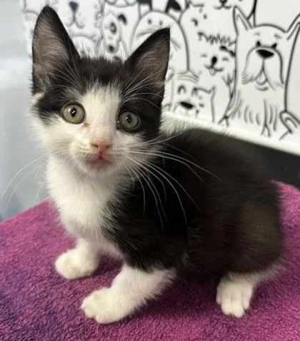 A young small-sized male Domestic Short Hair cat named B Bacall for adoption in North Charleston, SC