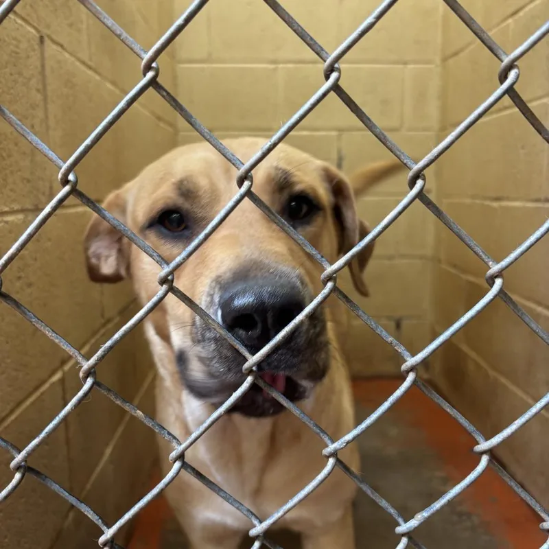 A young medium-sized female Brown / Chocolate Pit Bull Terrier dog named Tera for adoption in Douglas, AZ