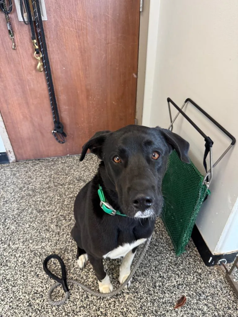 An adult large-sized male Mixed Breed dog named Loki for adoption in Columbia, TN