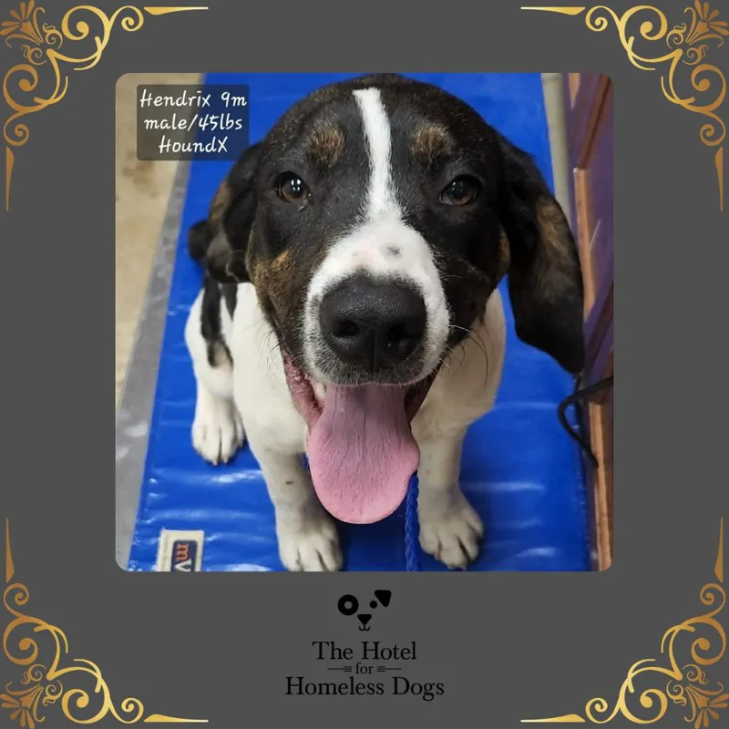 A young medium-sized male Tricolor (Brown, Black, & White) Hound dog named Hendrix for adoption in Cumberland, RI
