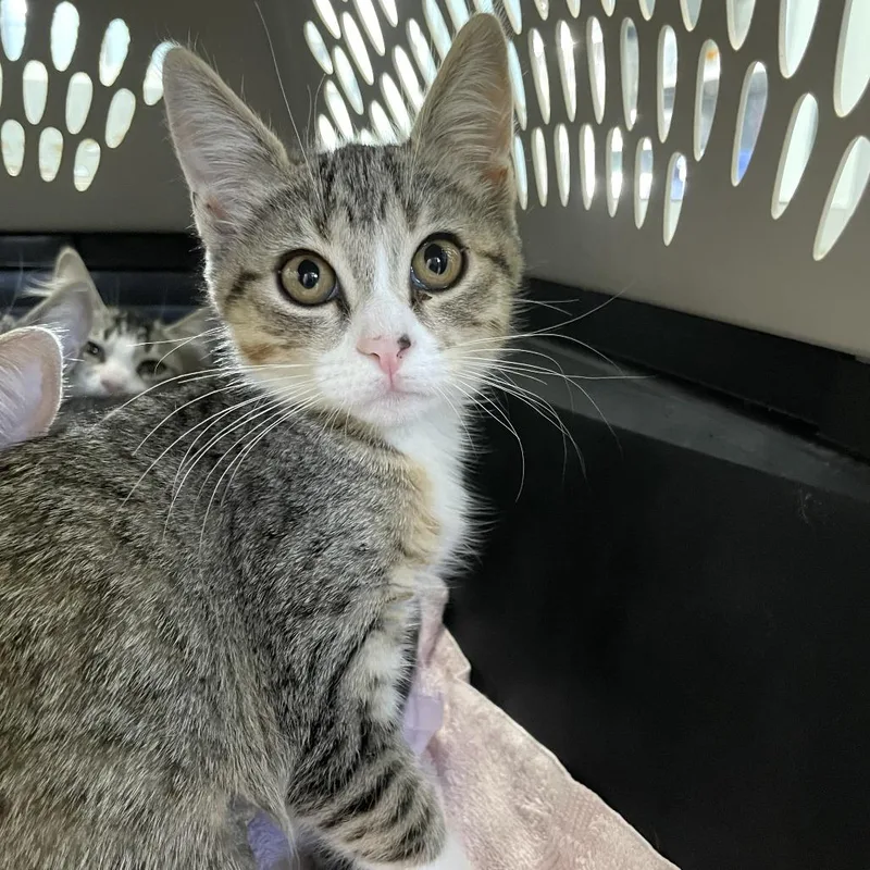 A baby small-sized female Gray / Blue / Silver Domestic Short Hair cat named Koch for adoption in Carencro, LA