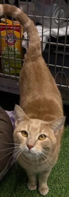 An adult large-sized male Domestic Short Hair cat named Stanley for adoption in Stockton, CA
