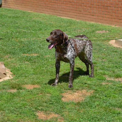 An adult medium-sized male German Shorthaired Pointer dog named Peter Pan for adoption in Jackson, LA