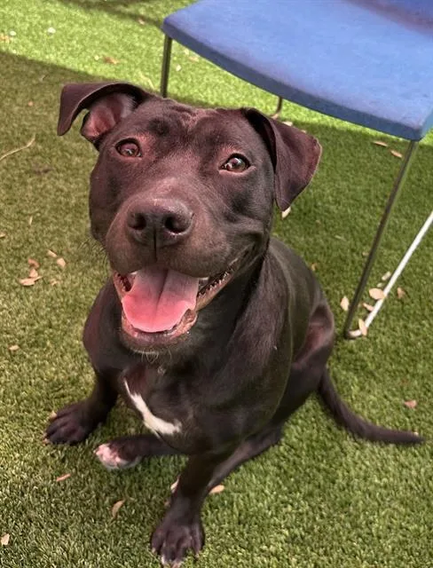 A young medium-sized female Mixed Breed dog named Cordy for adoption in Jacksonville, FL