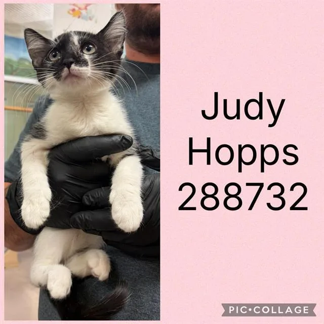 A baby small-sized female Domestic Short Hair cat named Judy Hopps for adoption in Macon, GA