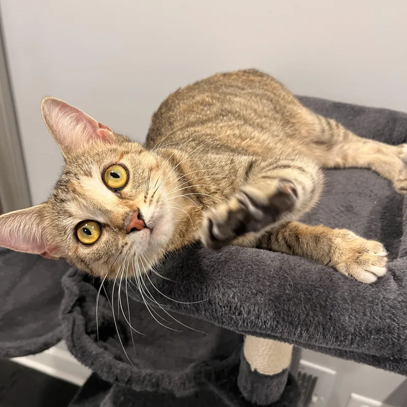 Valentina thumbnail 2